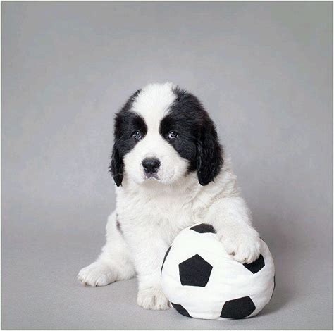 Find the perfect newfoundland puppy at the resulting breed, present by the 1600's, was a black dog which loved swimming in cold waters; 87 best images about _ _ on Pinterest | Puppys, I want and ...
