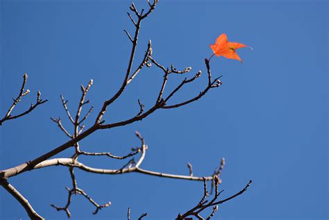 The Last Leaf During Fall Photograph By By Ken Ilio Fine Art America