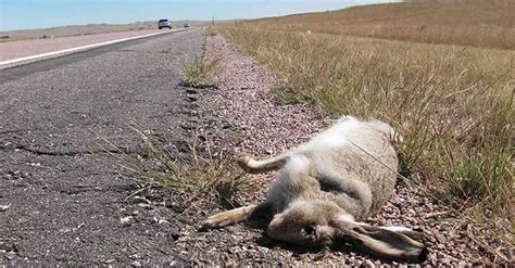 All You Ever Need To Know About Eating Roadkill