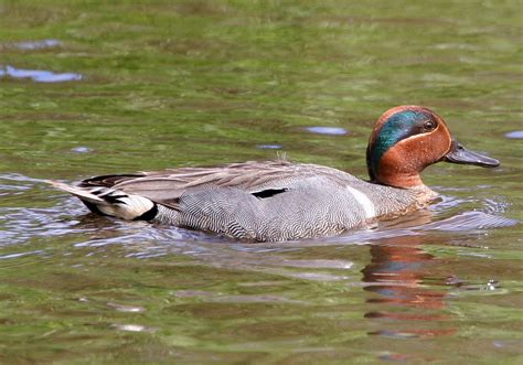 Green Winged Teal Other Waterfowl Spend Winter Months In Region Our