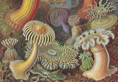 The Art And Science Of Ernst Haeckel 40th Ed