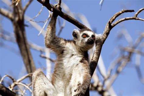 Gigantic Human Sized Lemurs Once Roamed Madagascar Mysterious Universe