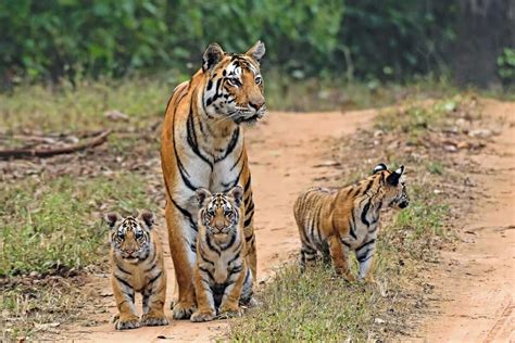 All About Tiger Safaris In India Breathedreamgo