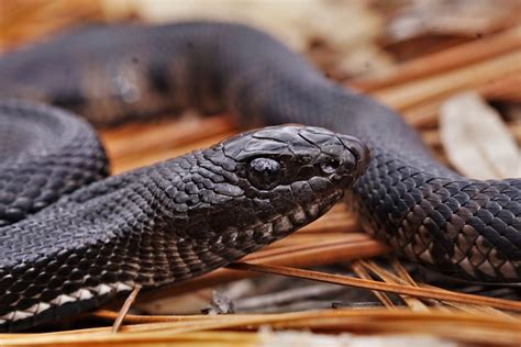 Black Pinesnake Reptiles And Amphibians Of Mississippi
