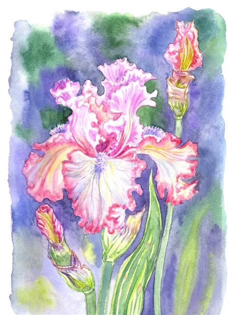 Pink Iris Watercolor Suit For Poster Wallpaper Background Po Stock