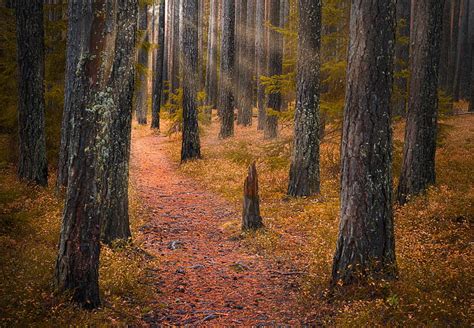 Autumn Forest Trees Norway Path Ringerike Hd Wallpaper