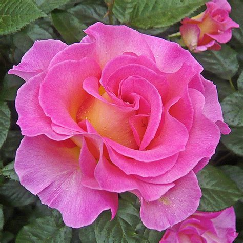 Pink Paradise Trevor White Roses
