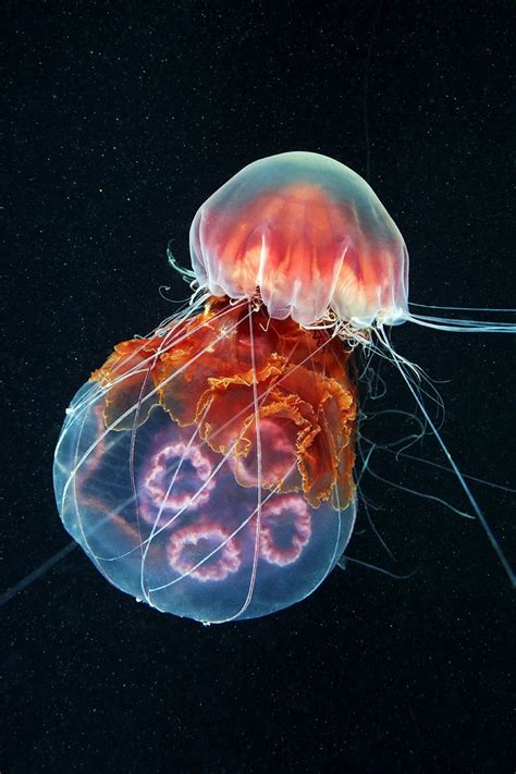 Cyanea Capillata Lions Mane Jellyfish Deep Sea Creatures Ocean