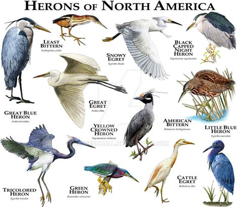 Overview Of Herons Bitterns And Egrets Read Birdingbnb