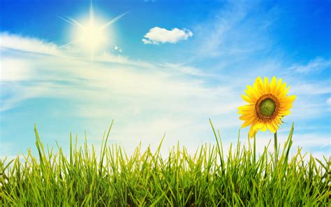 Sunny Day Wallpaper Desktop Wallpapersafari