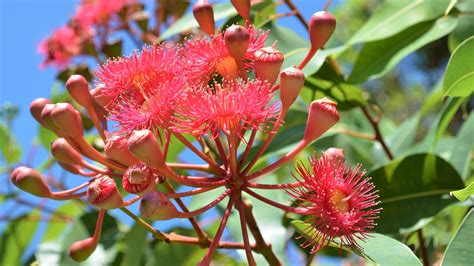 Red Flowering Gum Corymbia Ficifolia Native Australian Tree By