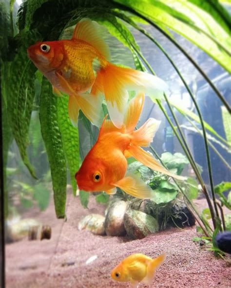 Fantail Goldfish Pet Goldfish Pretty Fish Koi Art Super Cute