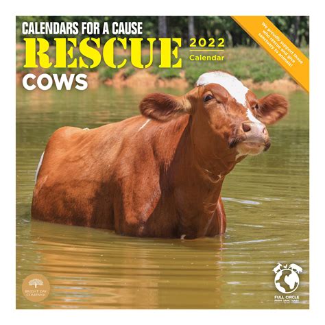 Buy 2022 Rescue Cows Wall Calendar By Bright Day 12 X 12 Inch Farm
