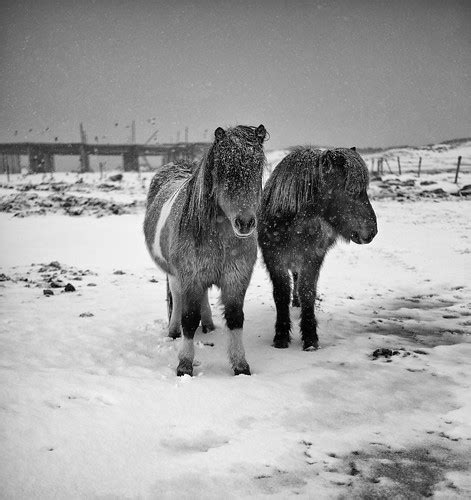 icelandic snow horses  winter hardened horses  withs flickr