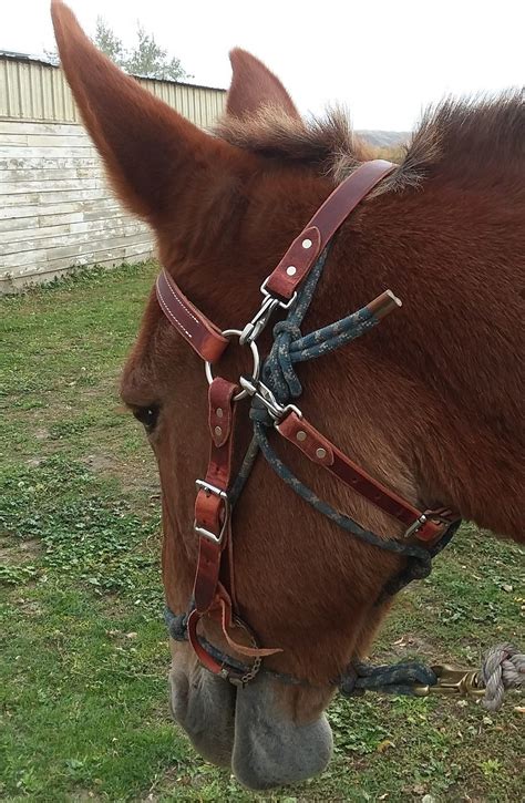 Leather Mule Headstall