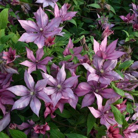 We did not find results for: Buy clematis (group 3) Clematis Giselle: £22.99 Delivery ...