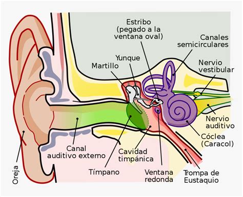 Anatomy Of The Human Ear Ro Parts Of The Ear Clipart Hd Png Download