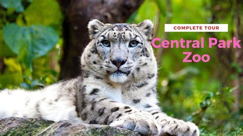 Central Park Zoo New York Nyc Complete Tour Uncut Centralparkzoo Nyc