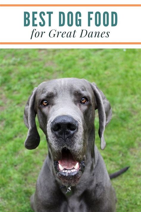 They are also gentle, affectionate dogs that can make very good companions. The best dog food for Great Danes (it's probably not what ...