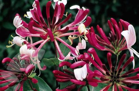 Late dutch honeysuckle, lonicera periclymenum 'florida' , lonicera periclymenum 'serotina florida', lonicera reflexa, flowering woodbine 'serotina'. Lonicera periclymenum 'Serotina' - late Dutch honeysuckle ...