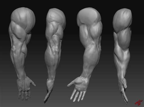 Related Image Sculpting Bigger Arms Human Anatomy Picture