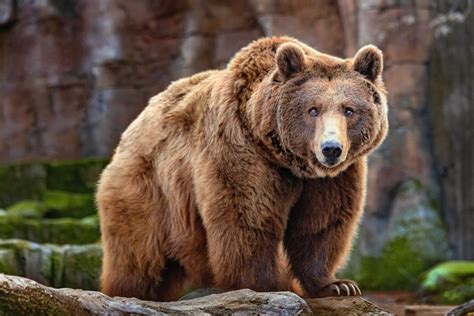 Everything You Need To Know About All The Types Of Bears Outforia