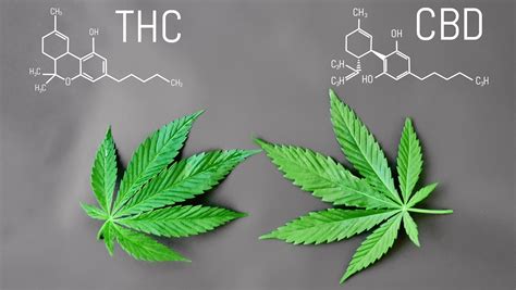 Cbd Vs Thc What Are The Differences
