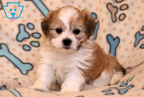 Jud Shichon Teddy Bear Puppy For Sale Keystone Puppies Bear Puppy