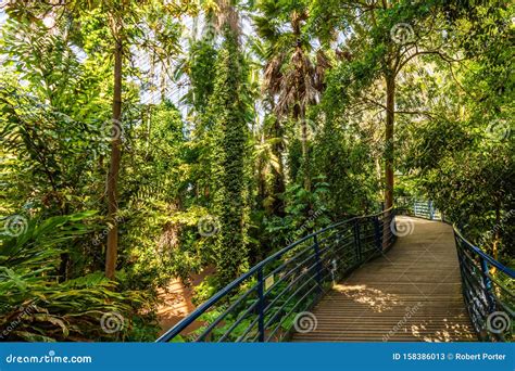 Path Through Rainforest In The Garden Route Np South Africa Stock