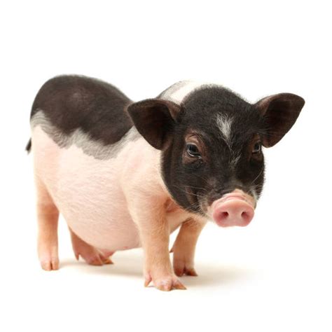 Royalty Free Pot Bellied Pig Pictures Images And Stock Photos Istock