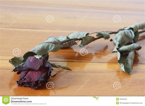 Withered rose flower stock image. Image of table, withered ...
