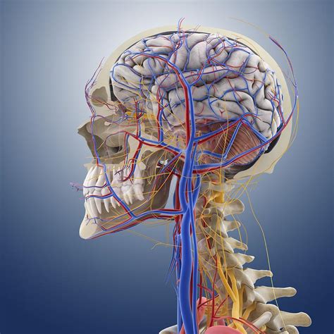 Head And Neck Anatomy Artwork Photograph By Science Photo Library