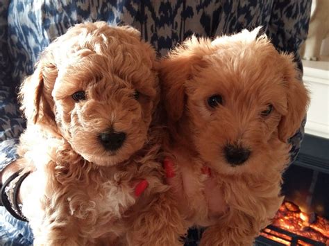 The cost to adopt westies are around $300 in order to cover the expenses of caring for the dog before adoption. Westie poo mix puppies for sale | Barnsley, South ...