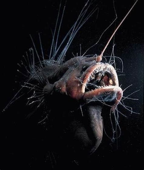 Bizarre Creatures Found In The Mariana Trench Deep Sea Creatures Ocean