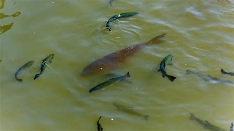 8 peces de río que debes conocer