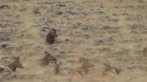 Monster Bull At 240 Yards Wyoming Elk Hunting Youtube