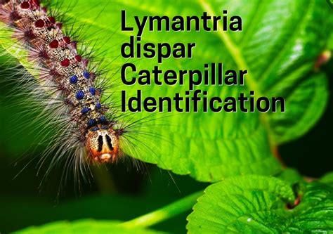 The Spongy Moth Caterpillar Identification Guide With Photos Owlcation