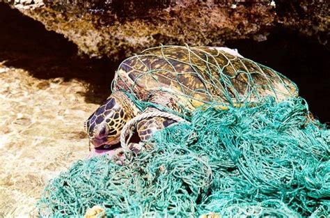 16 Pictures Which Show The Devastating Impact Of Plastic