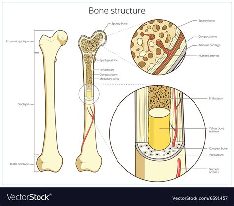 Bone Structure Medical Educational Royalty Free Vector Image