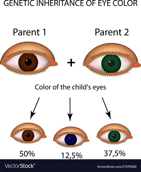 Genetic Inheritance Eye Color Brown Blue Green Vector Image