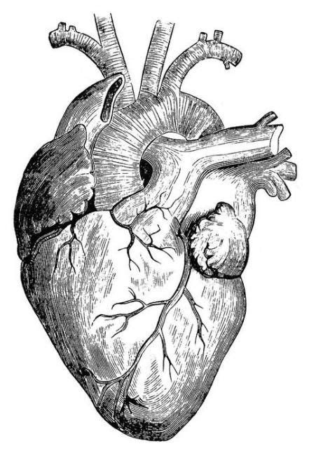 27 Trendy Amazing Art Sketches Tattoos Human Heart Art Heart
