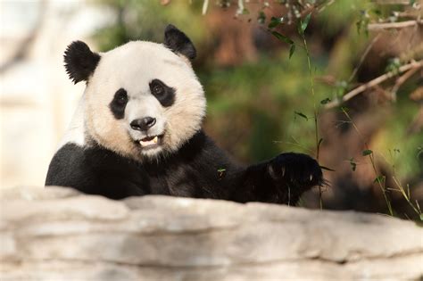 National Zoo Welcomes Baby Panda The Washington Post
