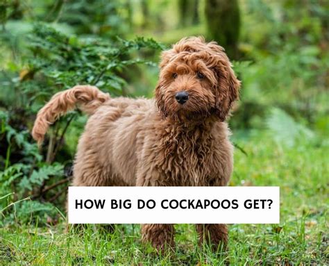How Big Do Cockapoos Get 2024 We Love Doodles