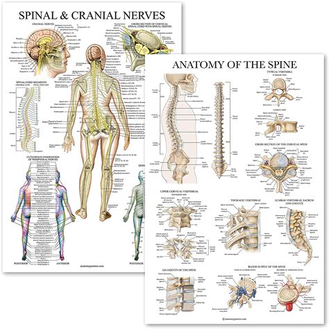 2 Pack Spinal And Cranial Nerves Anatomy Of The Spine Poster Set