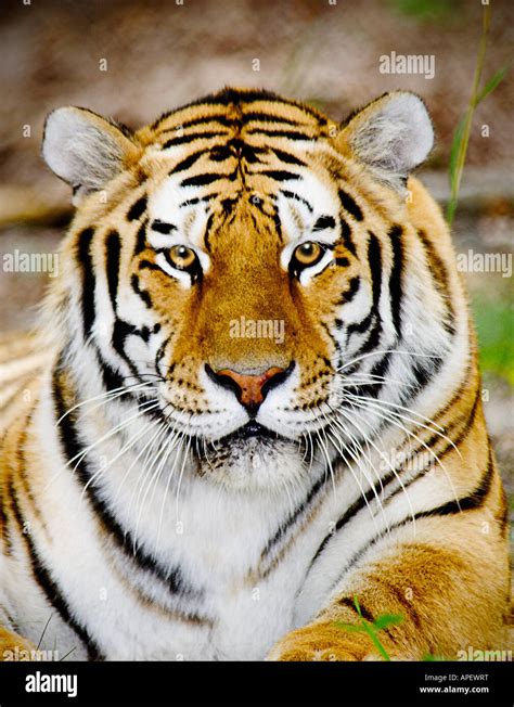 Tiger Adult Head And Shoulders Close Up Portrait Sitting Staring