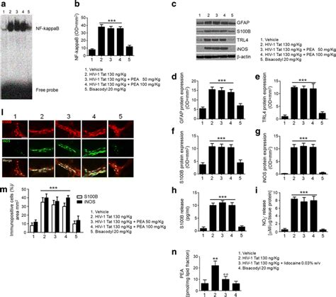 Pea Fails To Counteract Submucosal Plexus Egc Activation Induced By