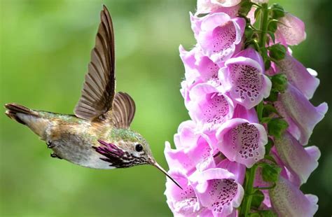14 Perennials That Attract Hummingbirds For A Colorful Garden