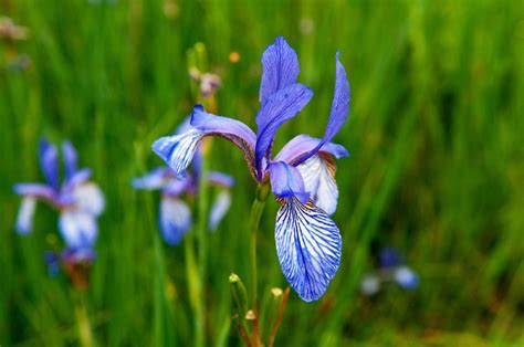 Planting Flag Iris Learn About Growing Flag Iris Plants In The Garden