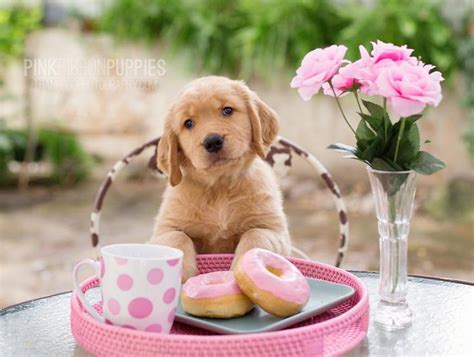 Pink Ribbon Puppies Golden Retriever Photography By