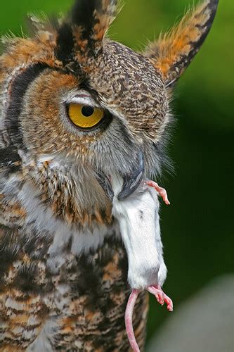 Great Horned Owl Eating This Is A Great Horned Owl Eating Flickr